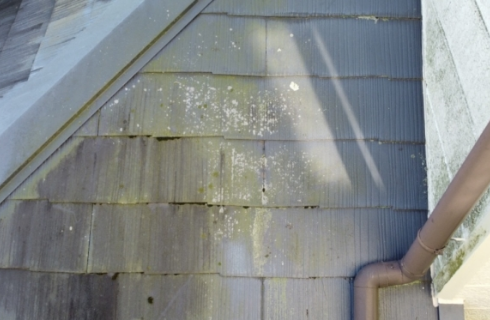 苔・カビの付着