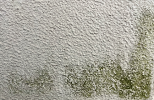 カビ・コケの発生