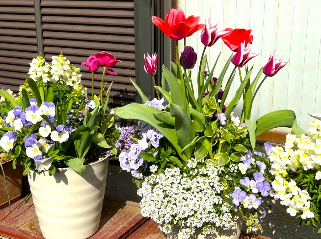 バルコニー花